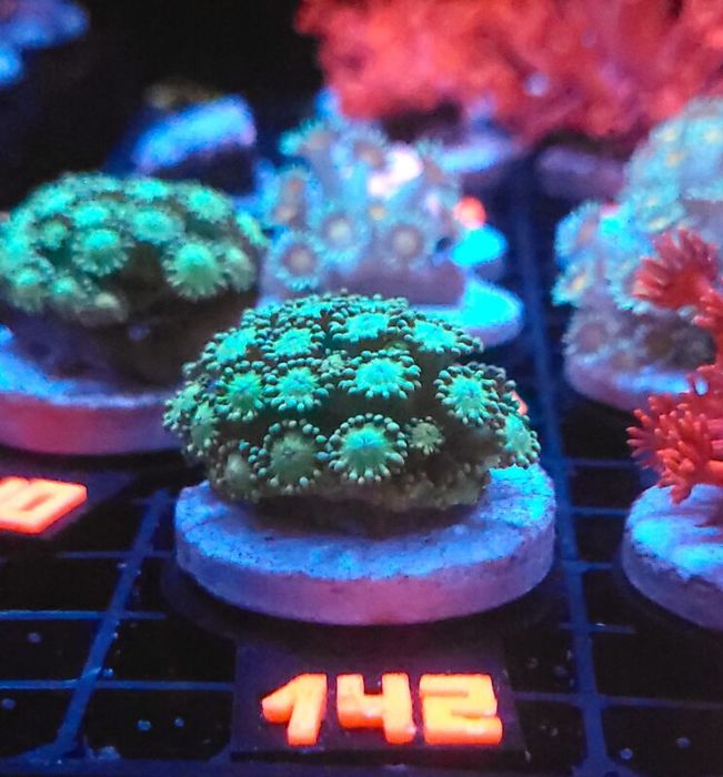 Alveopora Green (142) [Koralowce LPS]