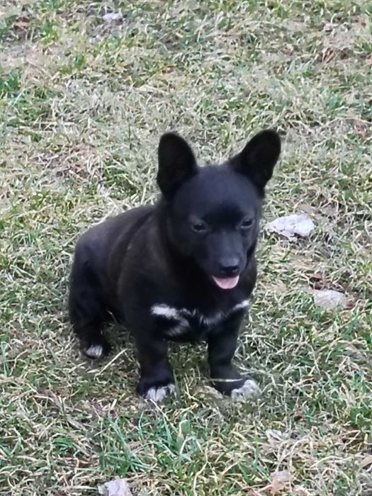 Oddam pieska suczka mieszaniec