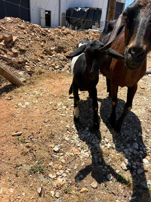 Cabras e cabritos