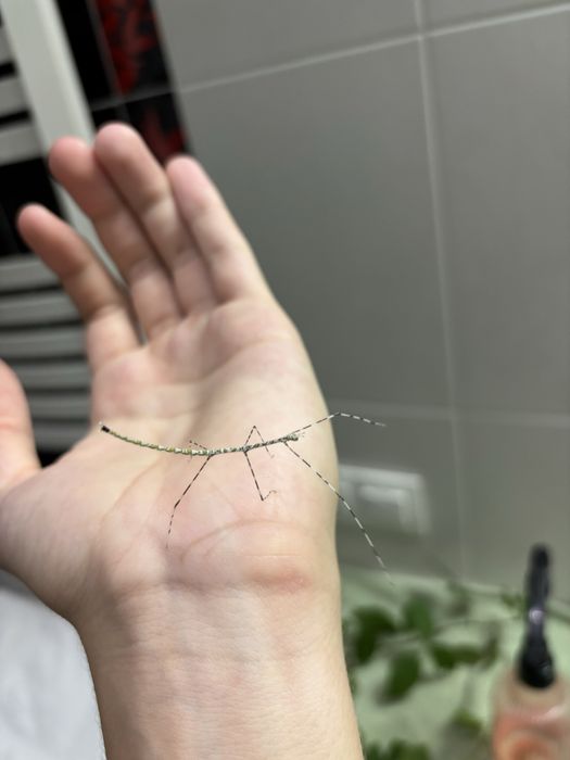 Patyczaki pieprz i sól (możliwa wysyłka)