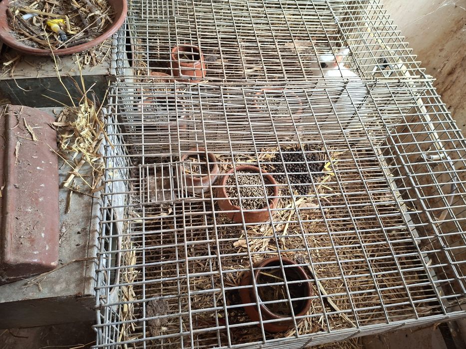 Gaiolas coelhos otimo negocio