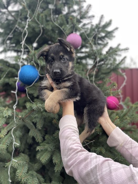 Щенки немецкой овчарки