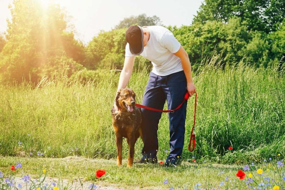 FEBEK - duży, brązowy pies szuka domu