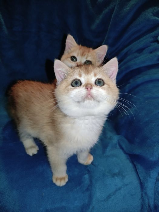 По літній ціні пропонується діточки британці золотої шиншили