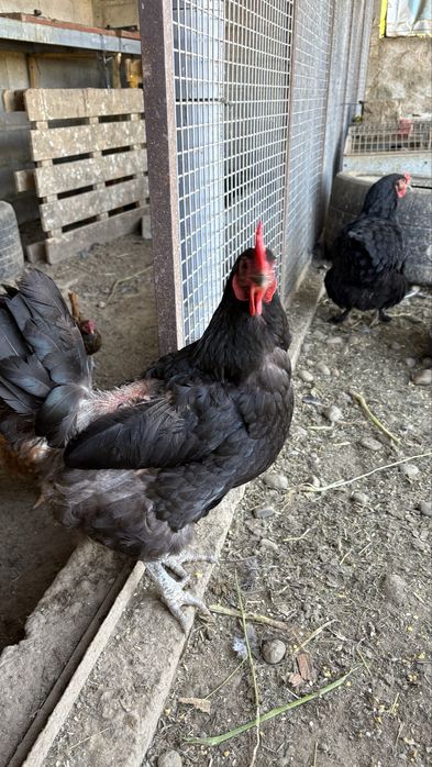 Galinhas velhas (2 anos)