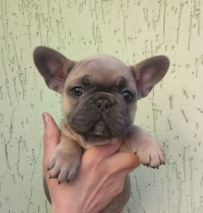 Дівчинка голубопалевого окрасу