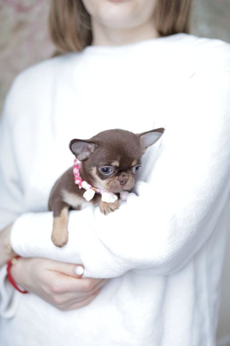 Mikro chihuahua FCI dziewczynka