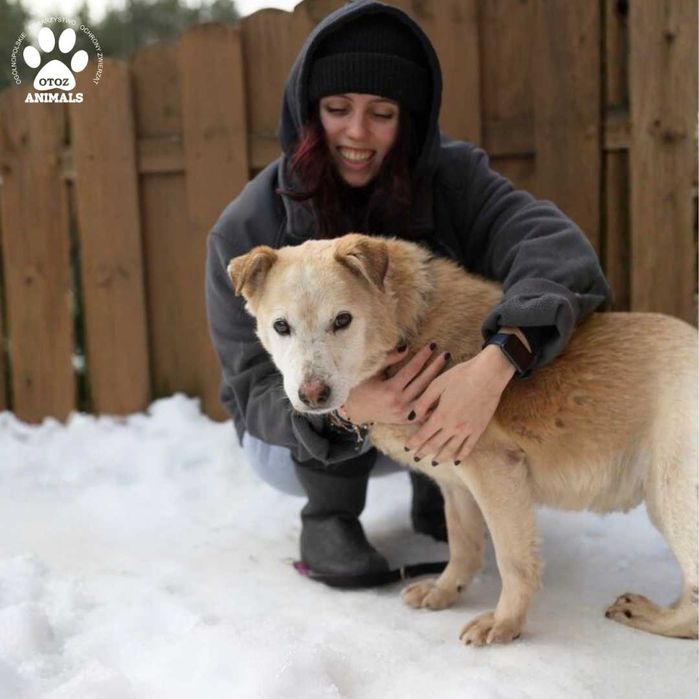 Miły psiak Blondyn do adopcji!