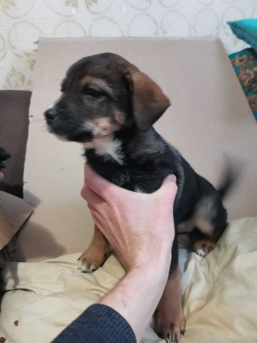 Безпритульні песики в добрі руки