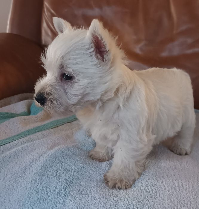 West highland white terrier piesek