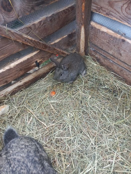 Belgi młode sprzedam