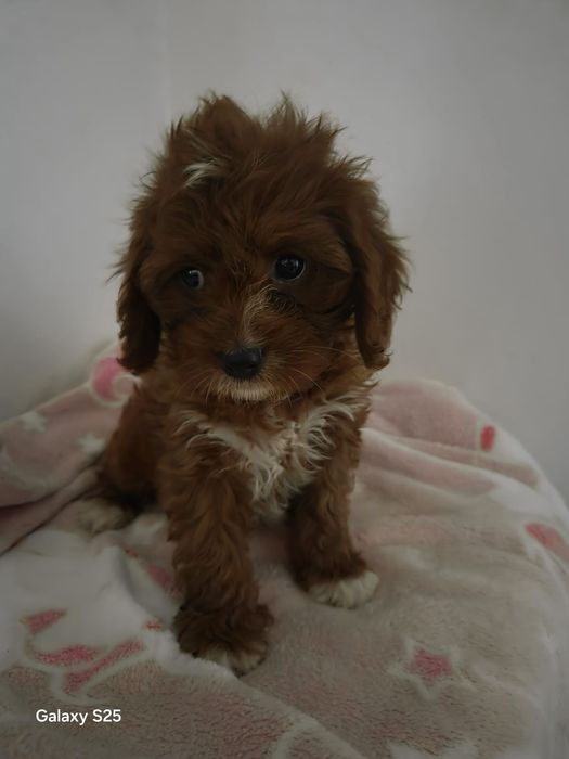 Cavapoo urocza dziewczynka !