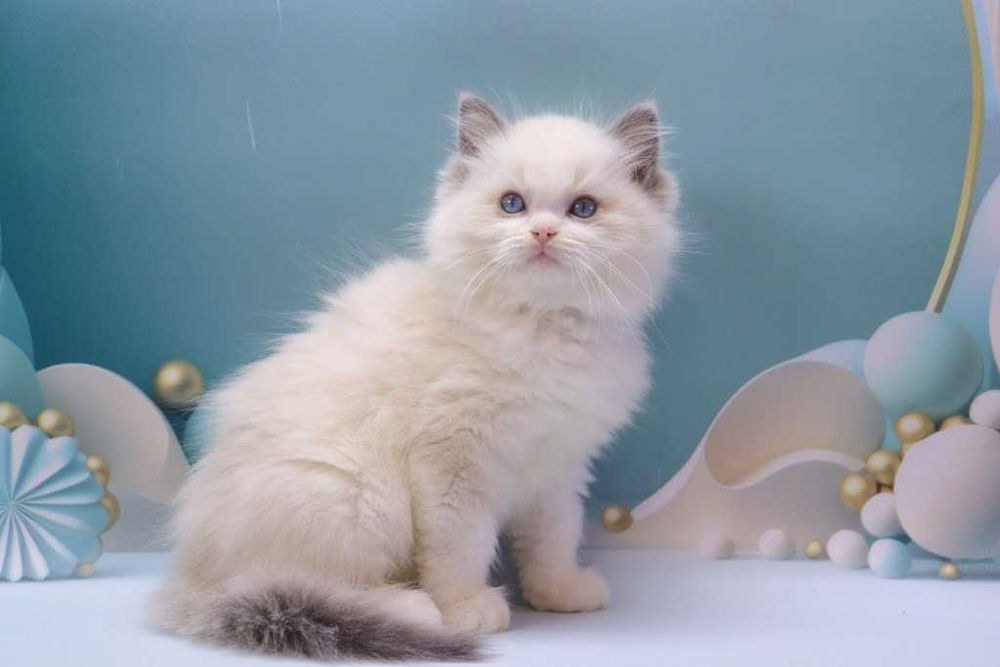 Чудовий хлопчик -РЕГДОЛЛ//Ragdoll