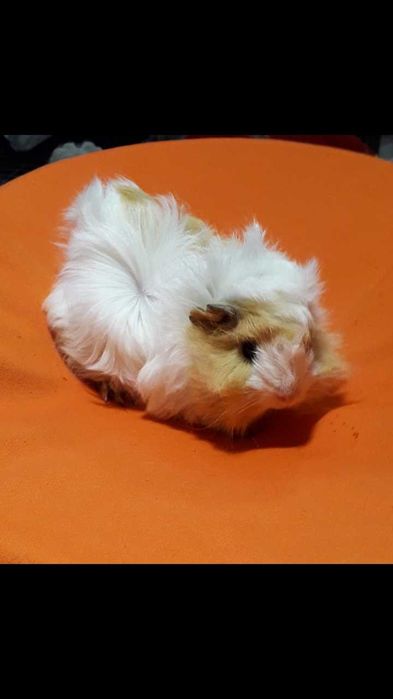 Морські свинки,  порода Розетка