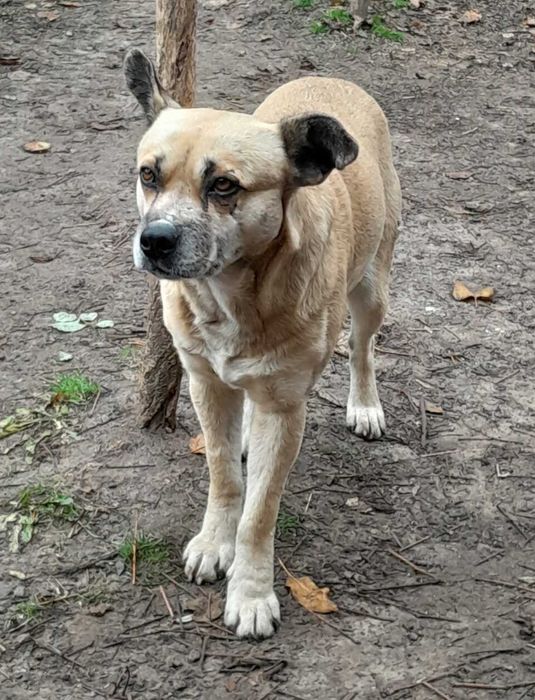 Классного мальчика отдам в хорошие руки!!!