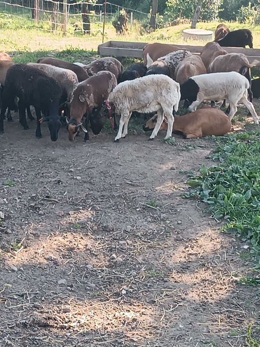 Owce,barany mix młode