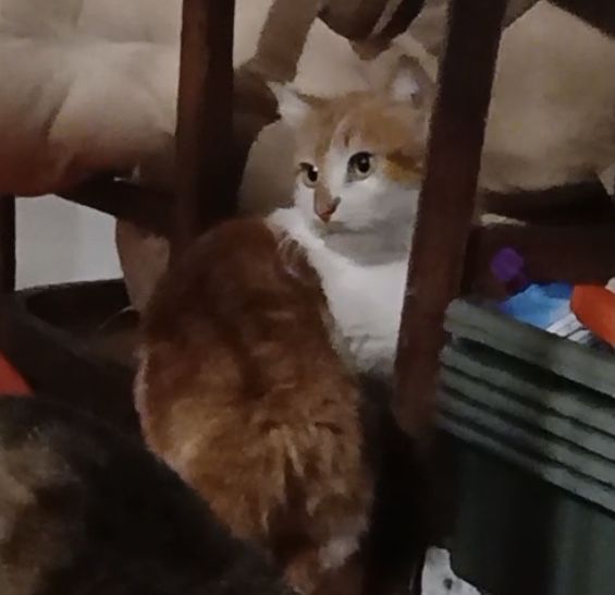 Дівчинка шукає дім