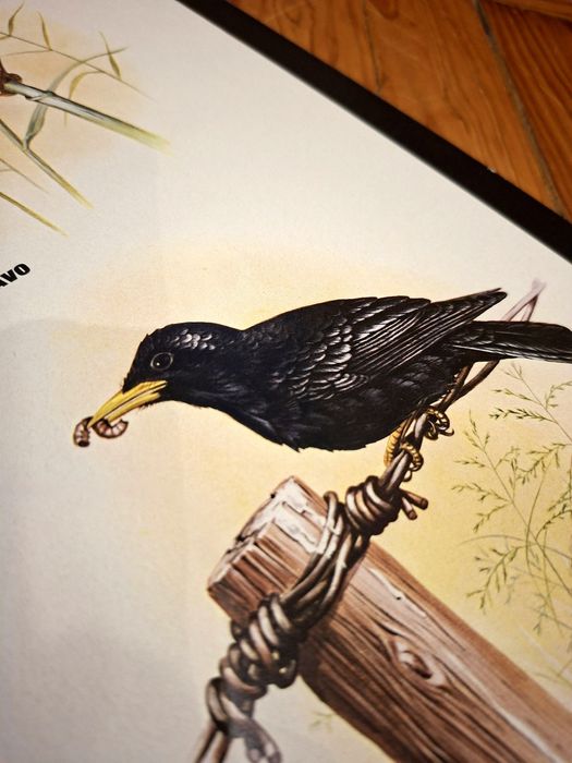 Poster Aves Insectívoras Portuguesas