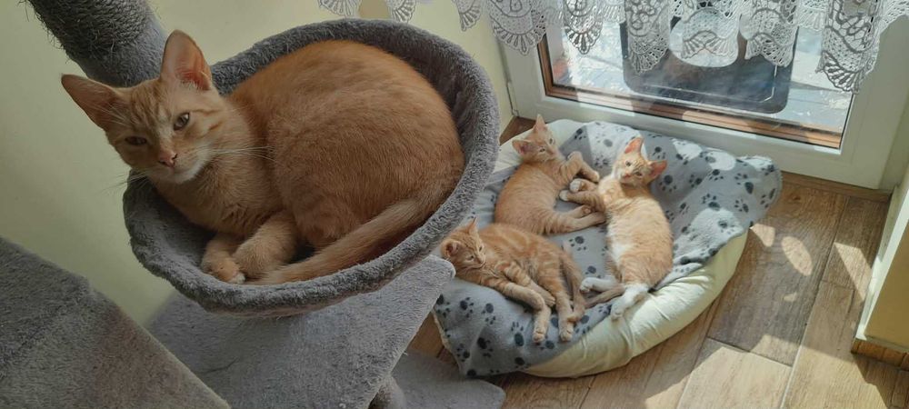 3 m. rude kotki do adopcji.