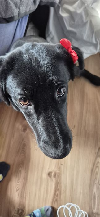 Suczka w typie labradora