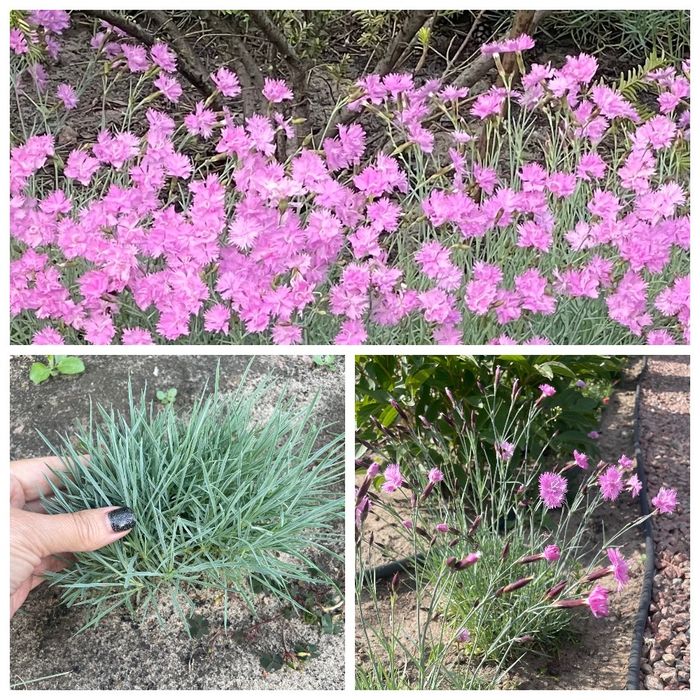 Вечнозеленые многолетники -иберис, гвоздика