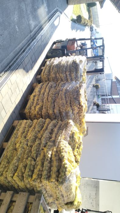 Sprzedam ziemniaki jadalne / paszowe / sadzeniaki