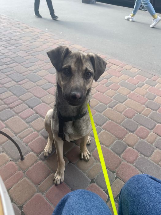 Догляд за собачкою на вихідні (проживання у квартирі + винагорода)