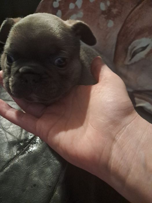 Buldog francuski Lejdi