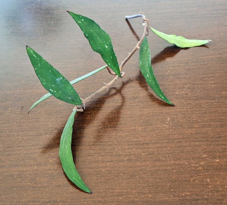 Hoya mirabilis (clone A) .