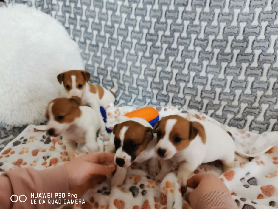 Jack russell Terrier suczka z rodowodem