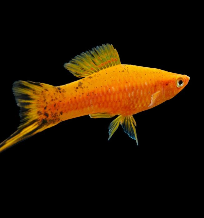 Hodowla rybki neonki razbory gupiki mieczyki molinezje danio kiryski