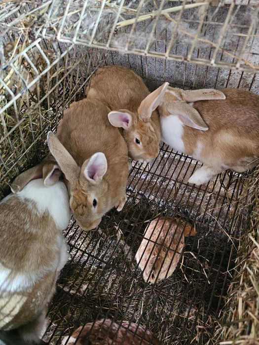 Vendo Coelhos mansos