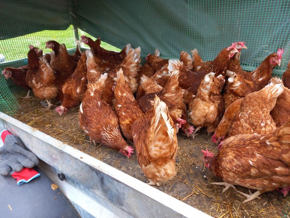 Kury nioski już  niosą jajka są po wszystkich szczepieniach