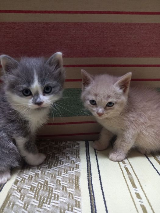 Милые котята в подарок.