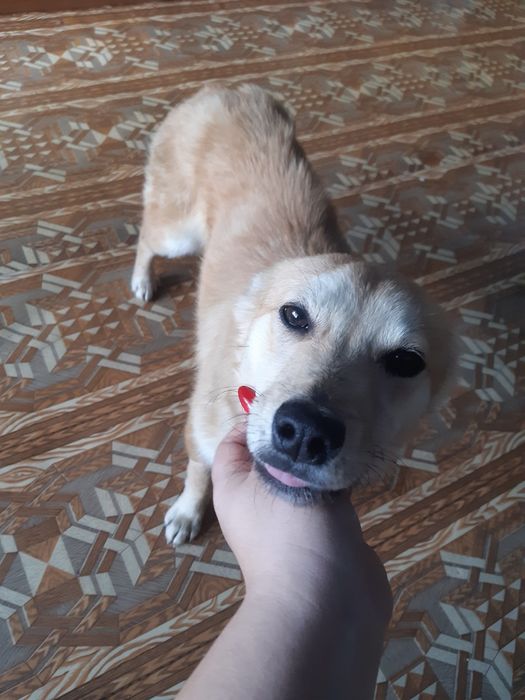 Кмітливі собаки в активному пошуку родини