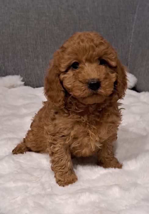 Cavapoo suczka f1 b