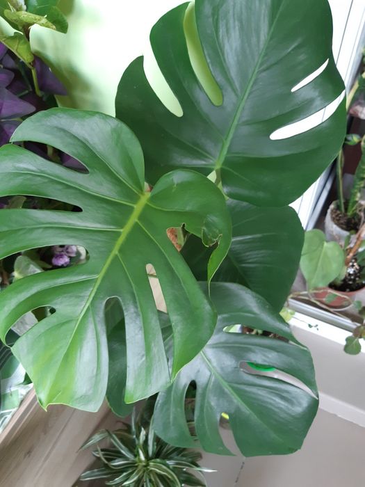 Вазони кімнатні вічнозелені,монстера та інші