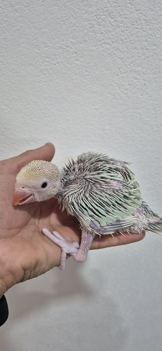 Ring neks e kakarikis criados mão