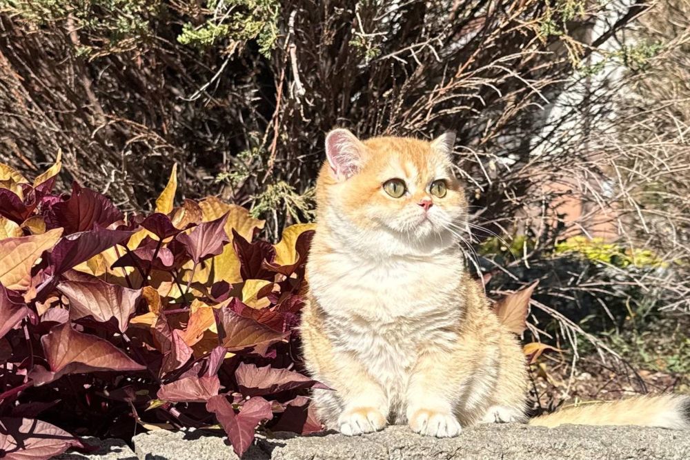 Британська котик золота шиншила bri by 12 , 4місяці