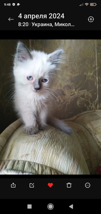 Розумний, добрий котик!