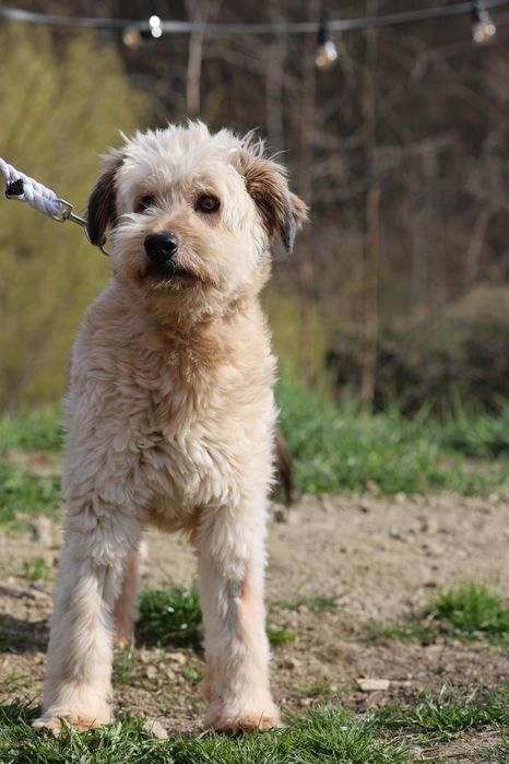 Do adopcji samiec 15kg