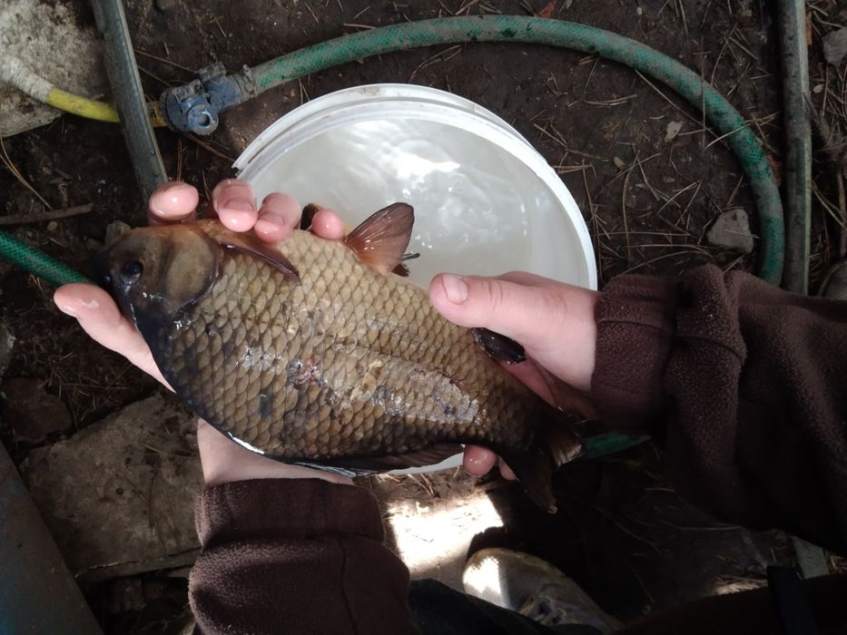 Karp sazan pełnołuski orfa leszcz lin sandacz