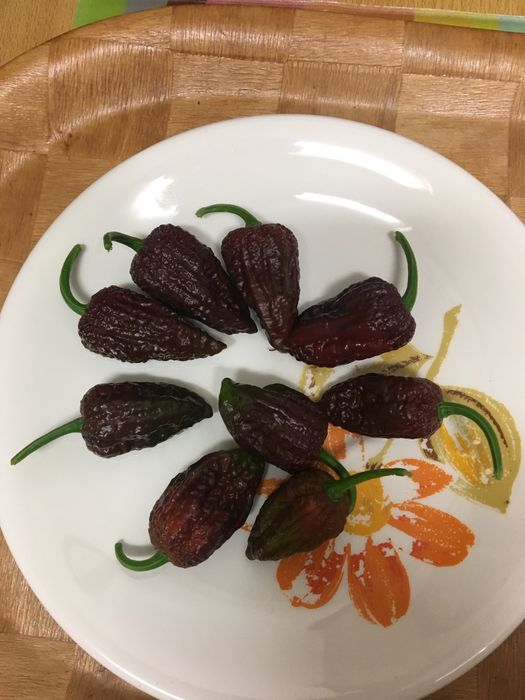 Sementes de chocolate bhutlah