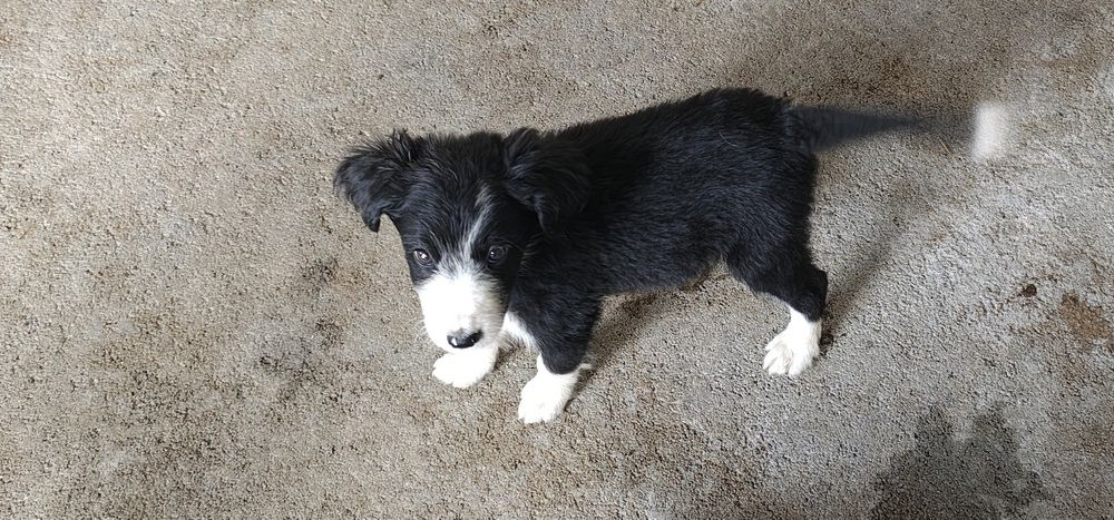 Border collie fêmea pura