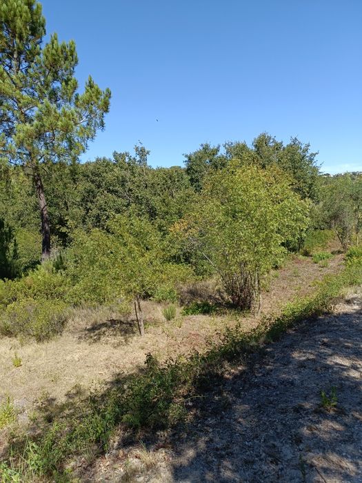 Terreno agrícola com 7040m2