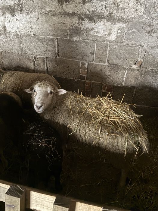 Sprzedam owce i barany