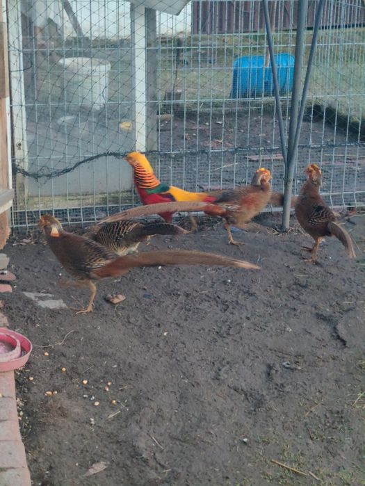 Sprzedam bażanty złote