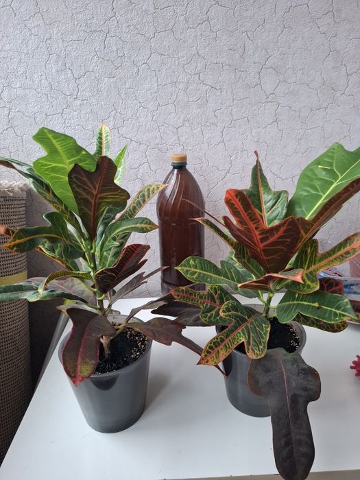 Кротон продам вазон домашній.