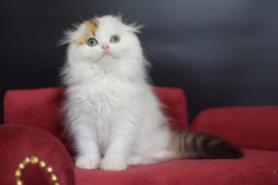 Kot szkocki zwisłouchy WCF