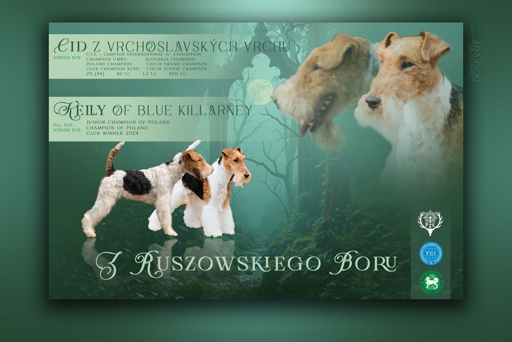 Foksterier szorstkowłosy FCI